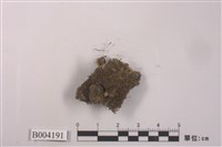 藏品(硬指葉蘚)的圖片